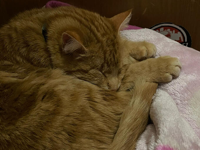 I dont have more images, so I will upload images of my cat instead.