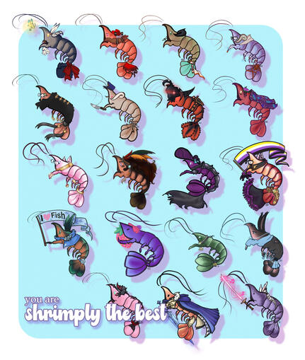 overview of shrimps!